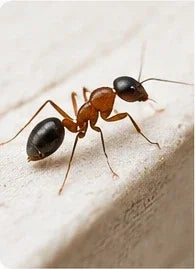 Solutions anti-fourmis