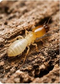 Solutions anti-termites