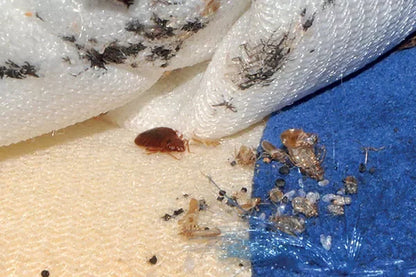 Polti Cimex Eradicator Vapeur Sèche anti Punaises de lit